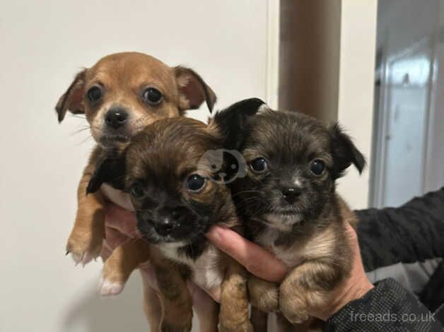 Chihuahuas for sale in Fishguard/Abergwaun, Pembrokeshire