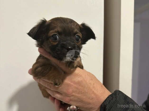 6 beautiful jackawa puppies for sale in Fishguard/Abergwaun, Pembrokeshire - Image 3