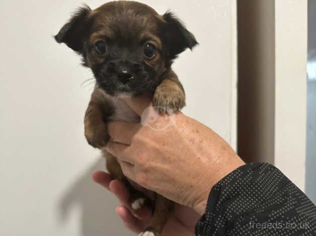 6 beautiful jackawa puppies for sale in Fishguard/Abergwaun, Pembrokeshire - Image 4