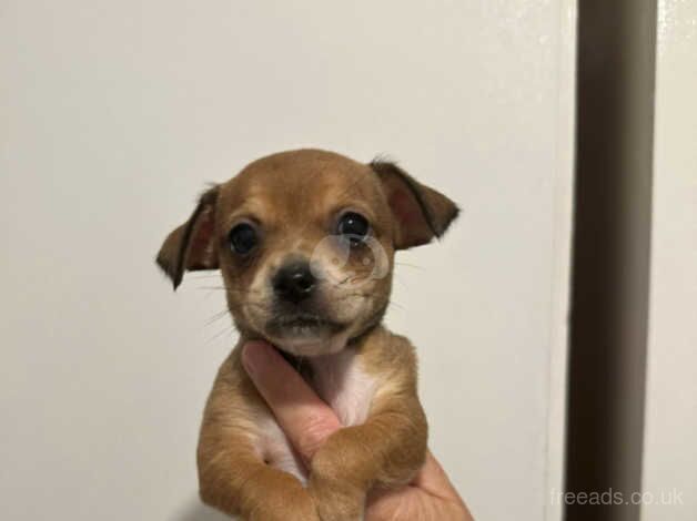 6 beautiful jackawa puppies for sale in Fishguard/Abergwaun, Pembrokeshire - Image 5