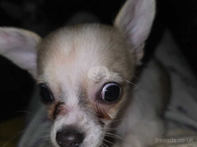 6 chihuahua puppies looking for a home for sale in Birmingham, West Midlands