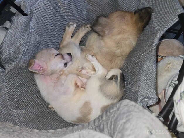 6 chihuahua puppies looking for a home for sale in Birmingham, West Midlands - Image 2