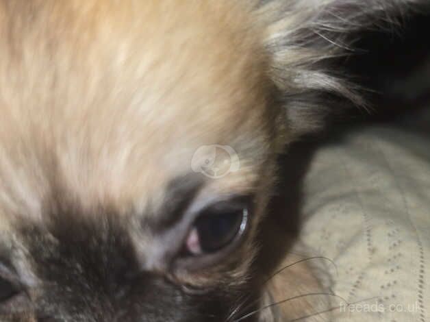 6 chihuahua puppies looking for a home for sale in Birmingham, West Midlands - Image 3