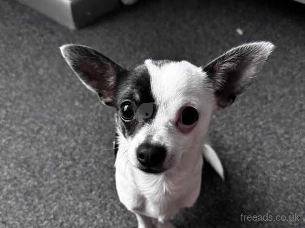 8 month old chihuahua puppy for sale in Portsmouth, Hampshire - Image 1