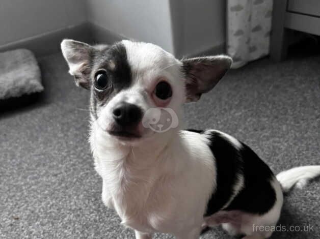 8 month old chihuahua puppy for sale in Portsmouth, Hampshire - Image 2