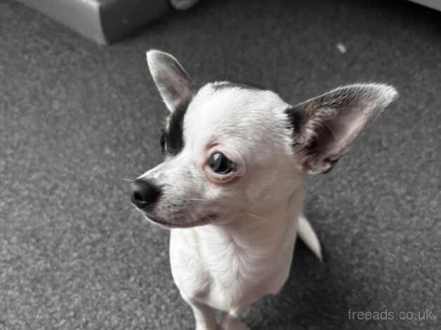 8 month old chihuahua puppy for sale in Portsmouth, Hampshire - Image 3