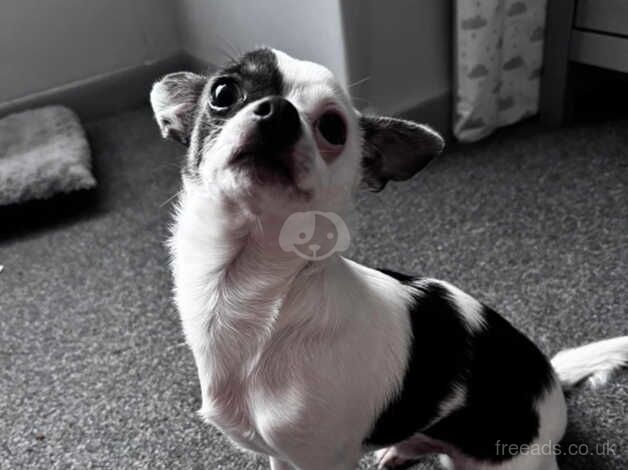 8 month old chihuahua puppy for sale in Portsmouth, Hampshire - Image 4