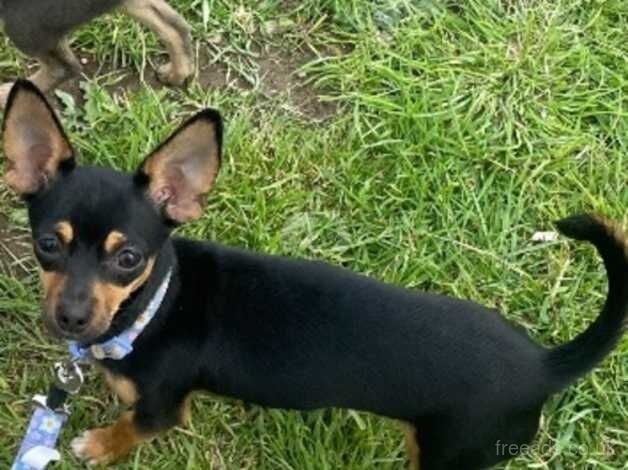 8 month old female black chihuahua for sale in Liskeard, Cornwall - Image 1