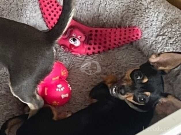 8 month old female black chihuahua for sale in Liskeard, Cornwall - Image 2