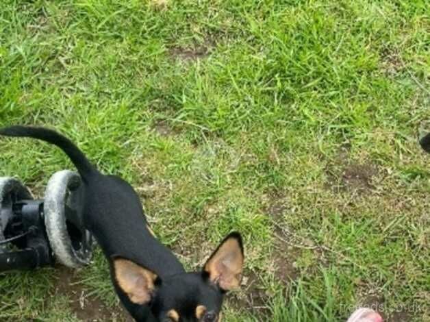 8 month old female black chihuahua for sale in Liskeard, Cornwall - Image 3