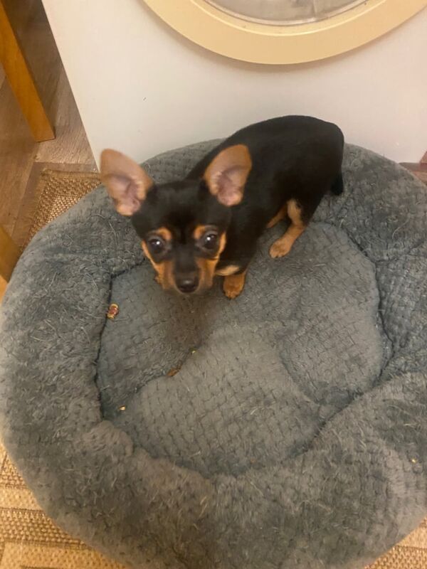 9 weeks old chihuahua/jack Russell for sale in Huddersfield, West Yorkshire