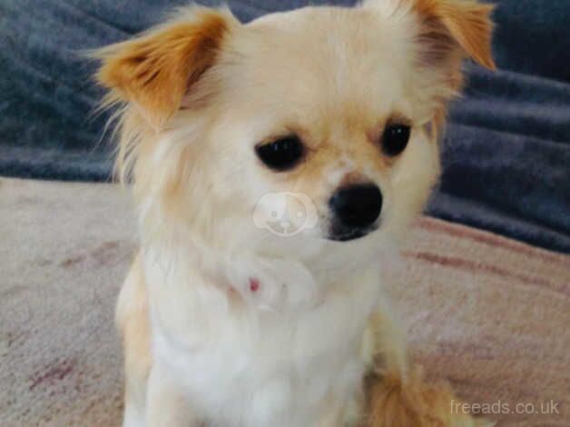 Adorable 3-Year-Old Chihuahua Looking for a Loving Home for sale in Filey, North Yorkshire - Image 1