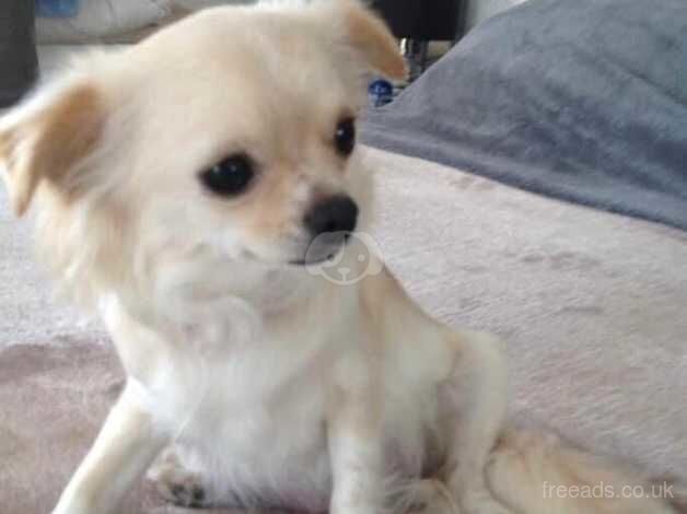 Adorable 3-Year-Old Chihuahua Looking for a Loving Home for sale in Filey, North Yorkshire - Image 2