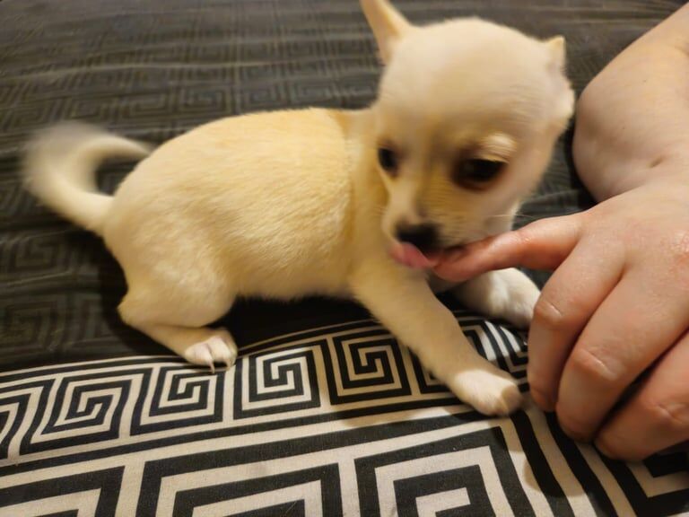 Adorable Chihuahua Puppies - 8 Weeks Old! for sale in Portsmouth, Hampshire