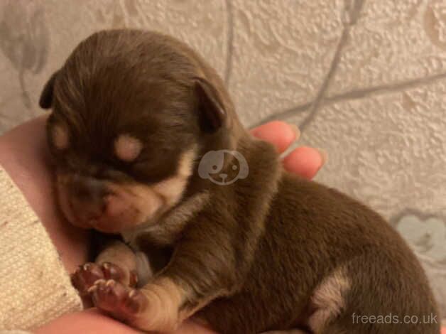 Adorable Chihuahua puppies for sale in Maesteg, Bridgend