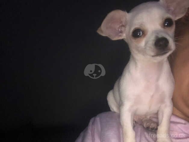 Adorable short hair chihuahua puppy for sale in Doncaster, South Yorkshire - Image 3