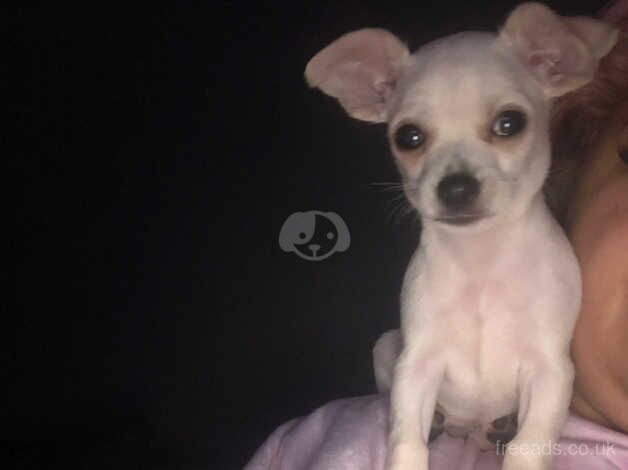 Adorable short hair chihuahua puppy for sale in Doncaster, South Yorkshire - Image 4