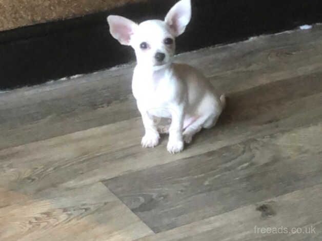 Adorable short hair chihuahua puppy for sale in Doncaster, South Yorkshire - Image 5