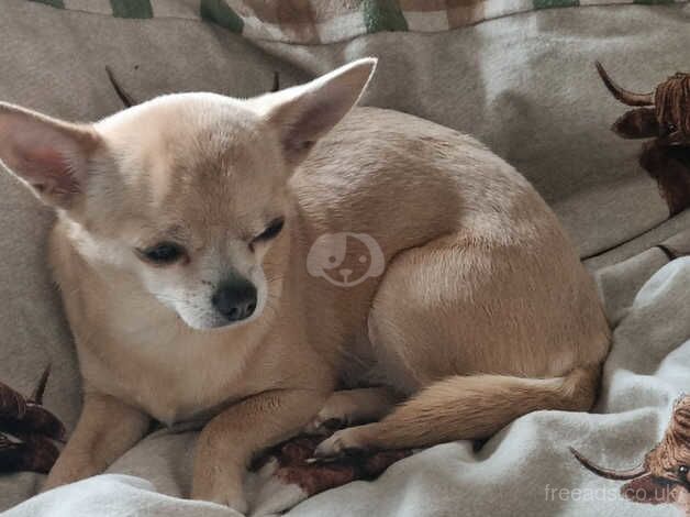 apple head chihuahua girl perfect companion for a elderly person for sale in Bristol, Bristol