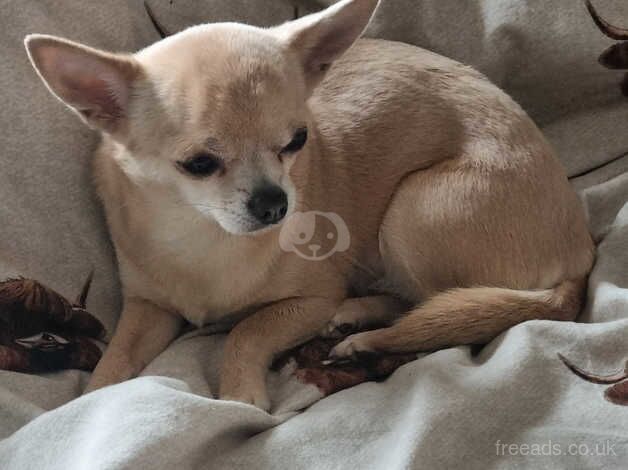 apple head chihuahua girl perfect companion for a elderly person for sale in Bristol, Bristol - Image 3