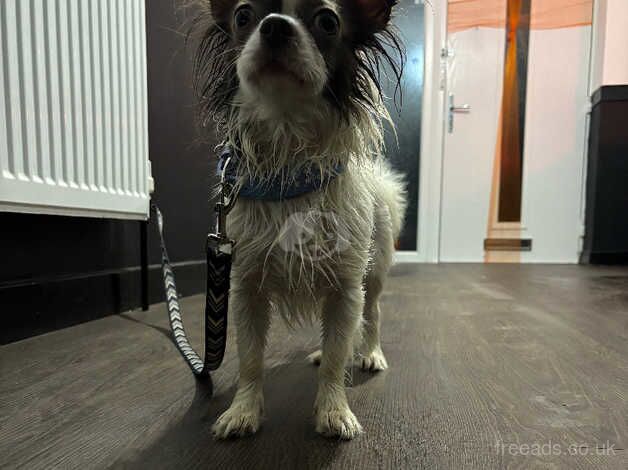 Apple head chihuahua for sale in Scunthorpe, Lincolnshire - Image 1