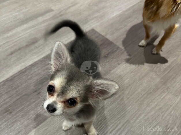 Bambi - 4 Month Old Grey/Blue Teacup XXS for sale in Manchester, Greater Manchester - Image 1