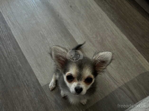 Bambi - 4 Month Old Grey/Blue Teacup XXS for sale in Manchester, Greater Manchester - Image 5