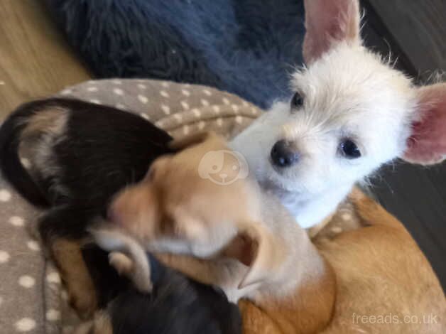 Chihuahua Puppies for sale