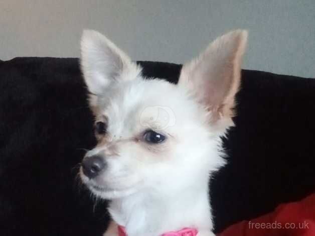 Beautiful 5 month old chihuahua for sale in Warwick, Warwickshire