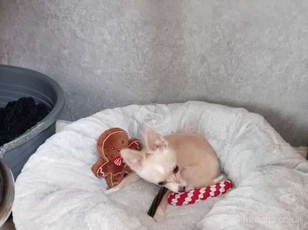 Beautiful 5 month old chihuahua for sale in Warwick, Warwickshire - Image 2