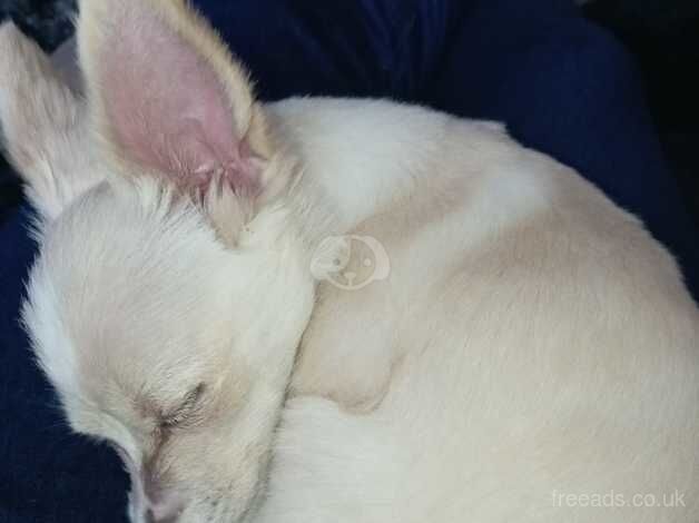 Chihuahua Puppies for sale in Warwickshire