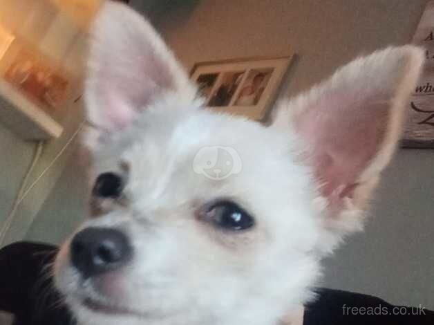 Beautiful 5 month old chihuahua for sale in Warwick, Warwickshire - Image 4