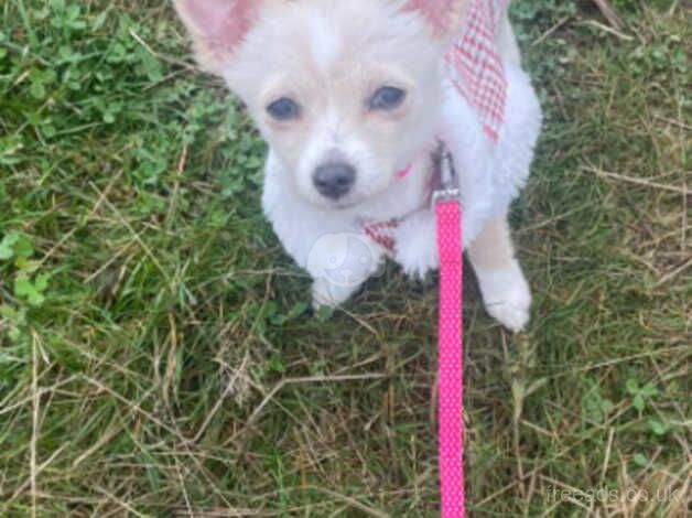 Beautiful 5 month old chihuahua for sale in Warwick, Warwickshire - Image 5