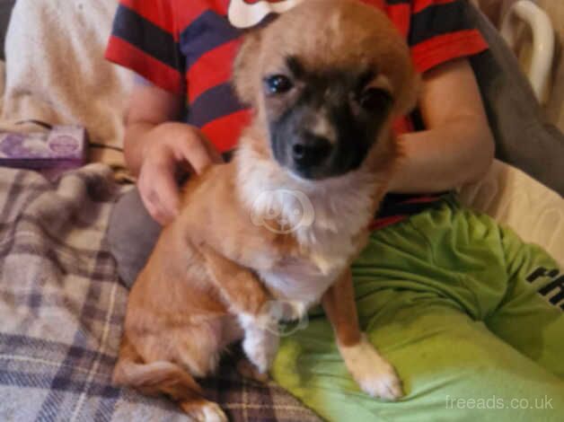 Beautiful apple head chihuahua girl for sale in Leicester, Leicestershire