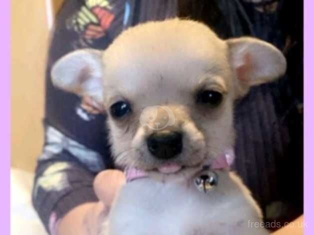 Beautiful baby Chihuahua for sale in Salisbury, Wiltshire