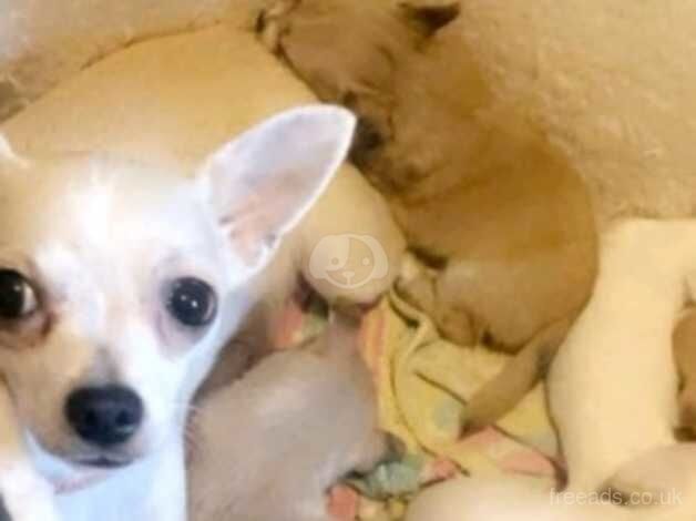 Beautiful baby Chihuahua for sale in Salisbury, Wiltshire - Image 5