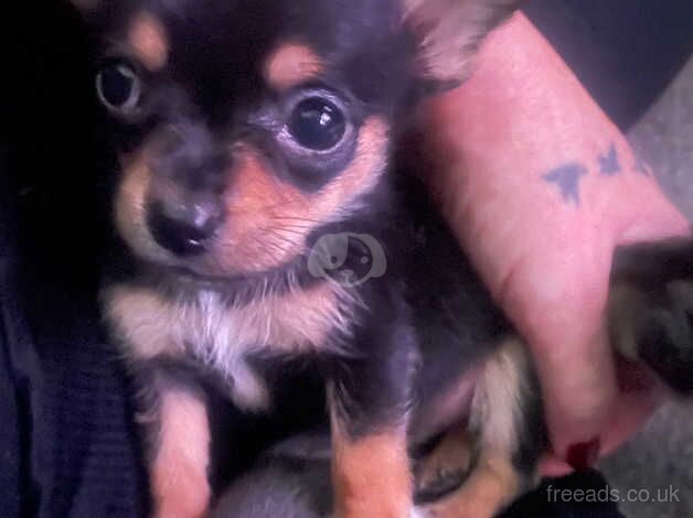 Chihuahua Puppies for sale in Staffordshire