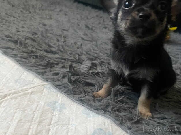 Chihuahua Puppies for sale