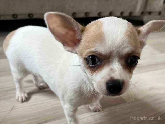 Beautiful chihuahua boy for sale in Blackburn, Moray