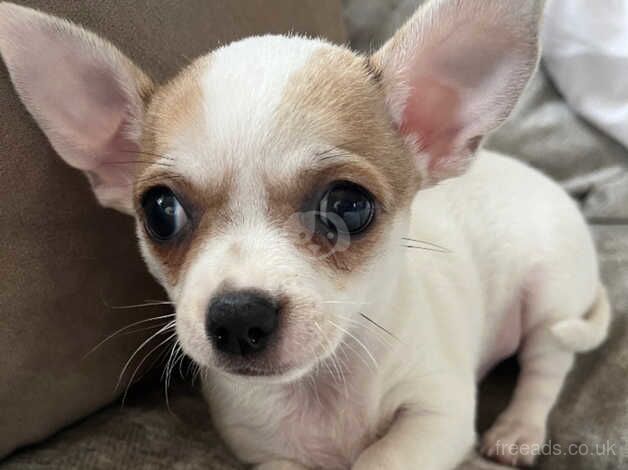 Chihuahuas for sale in Blackburn, Moray