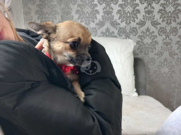 Beautiful chihuahua boy for sale in Driffield, East Riding Of Yorkshire - Image 1