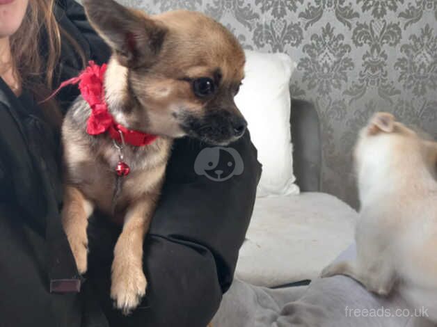 Chihuahuas for sale in Driffield, East Riding Of Yorkshire