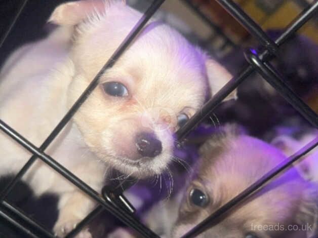 Chihuahuas for sale in Blackpool, Lancashire