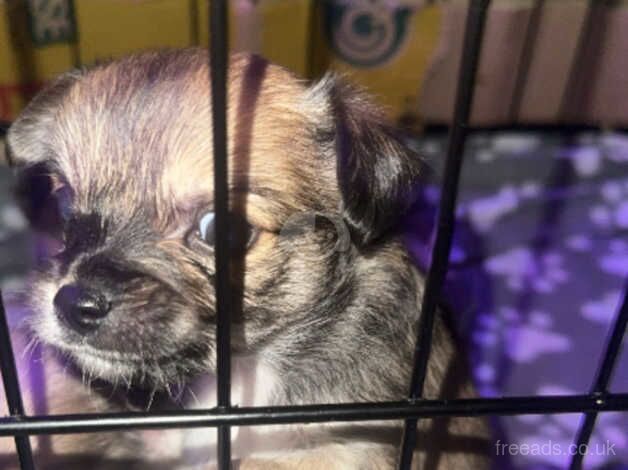 Chihuahua Puppies for sale in Lancashire