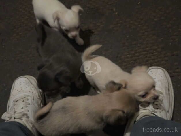 Chihuahua Puppies for sale