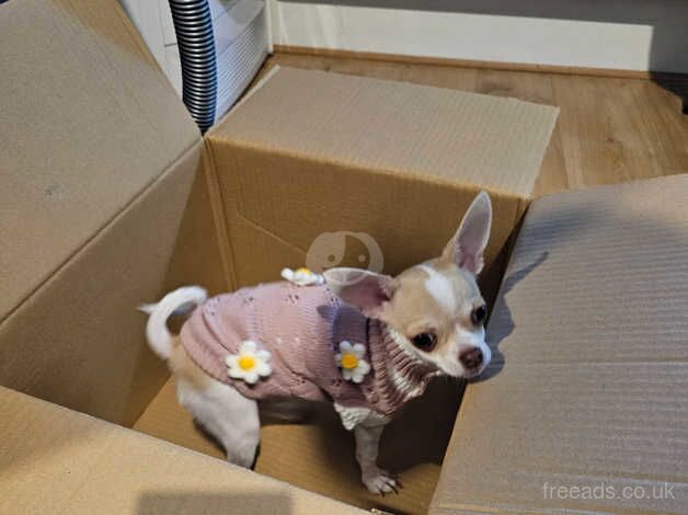 Chihuahuas for sale in London, City of London, Greater London