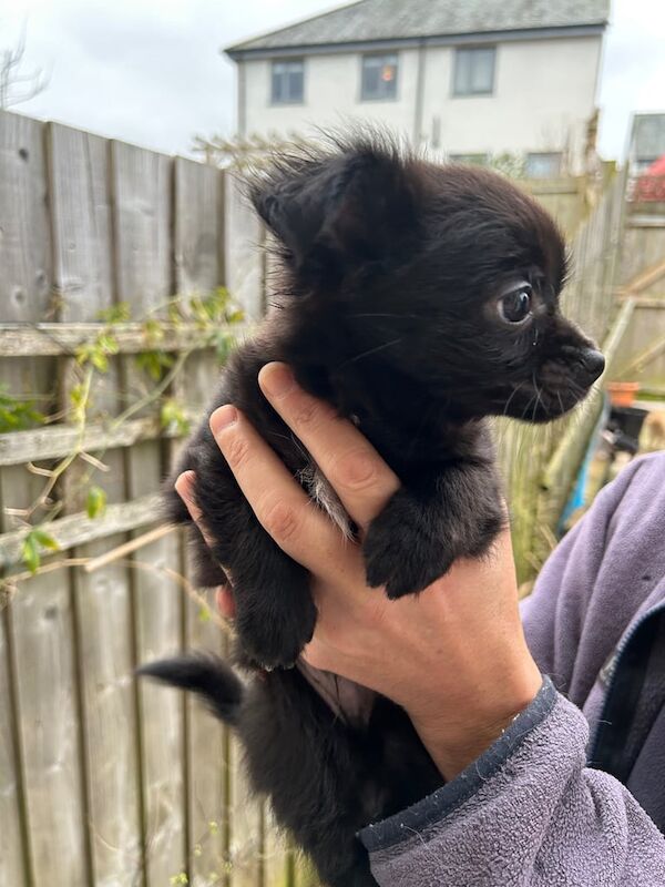 Beautiful Chihuahua Male Puppies In Paignton for sale in Totnes, Devon