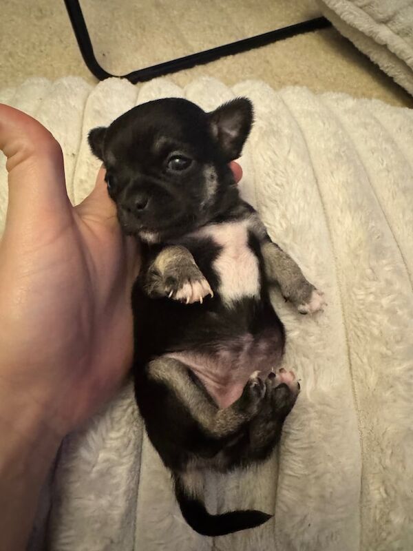 Beautiful chihuahua Puppies for sale in Sheerness, Kent