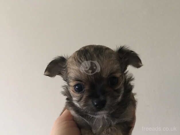 Beautiful chihuahua puppies for sale in Derry Londonderry, Londonderry