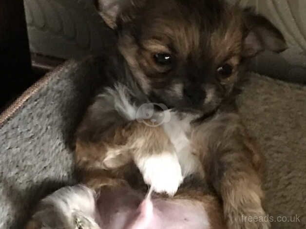 Chihuahua Puppies for sale in Londonderry